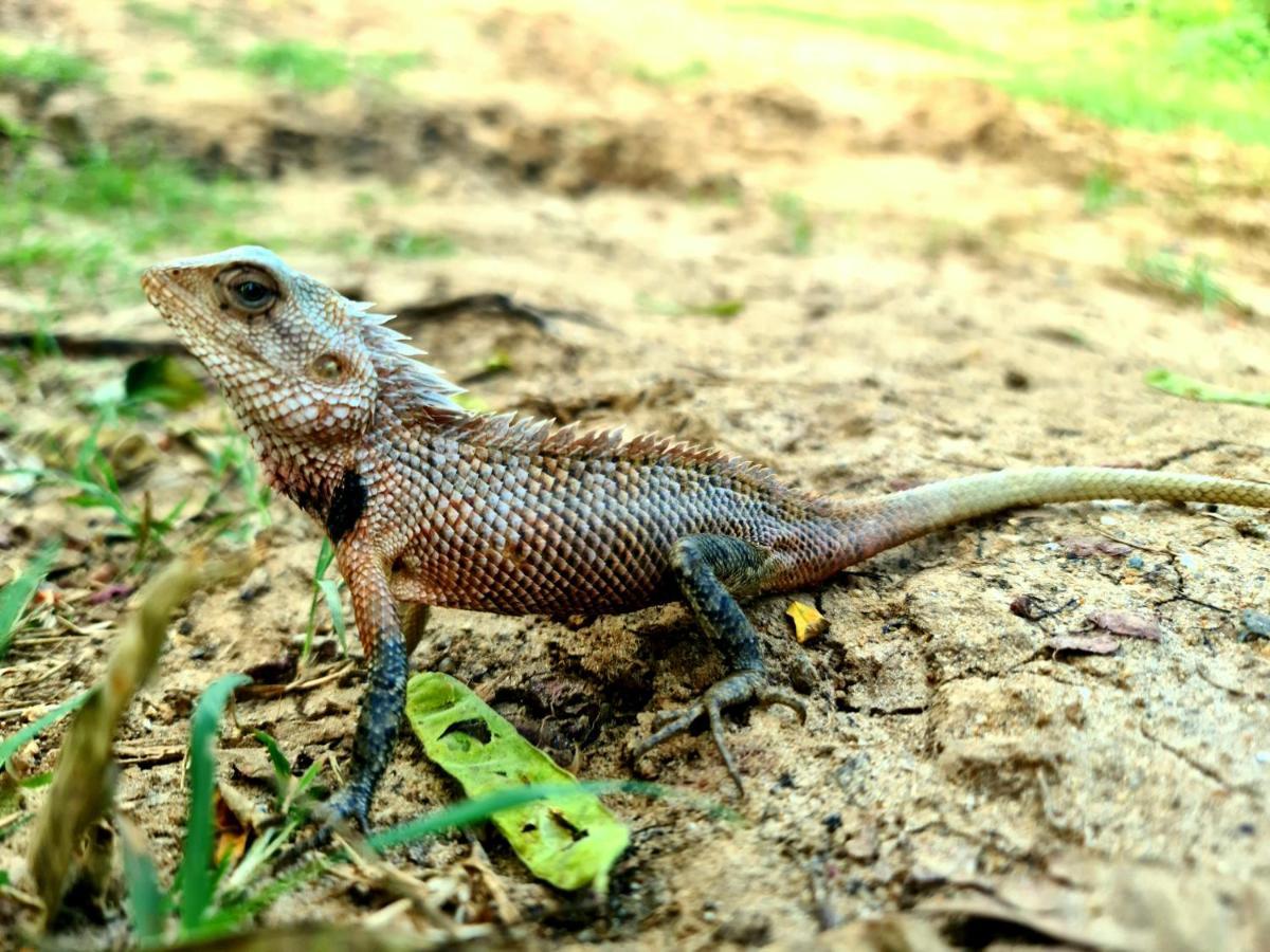 Humbhaha Jungle Yala Nature Eco Resort Kataragama Εξωτερικό φωτογραφία