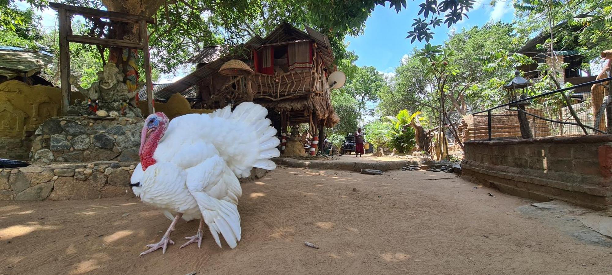 Humbhaha Jungle Yala Nature Eco Resort Kataragama Εξωτερικό φωτογραφία