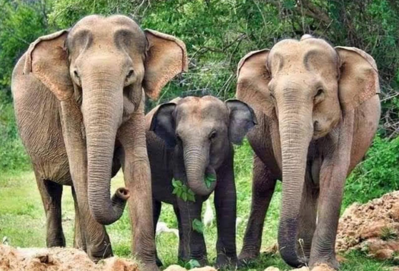 Humbhaha Jungle Yala Nature Eco Resort Kataragama Εξωτερικό φωτογραφία
