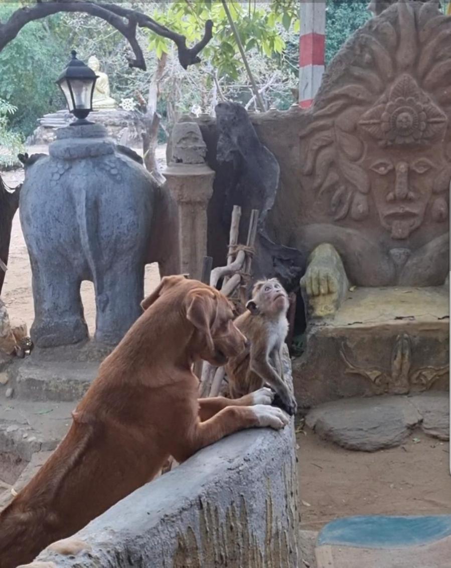Humbhaha Jungle Yala Nature Eco Resort Kataragama Εξωτερικό φωτογραφία