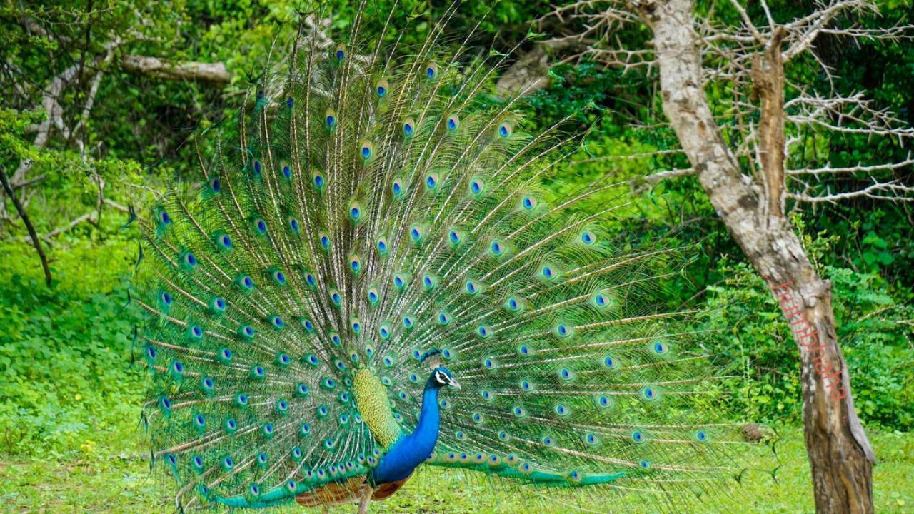 Humbhaha Jungle Yala Nature Eco Resort Kataragama Εξωτερικό φωτογραφία