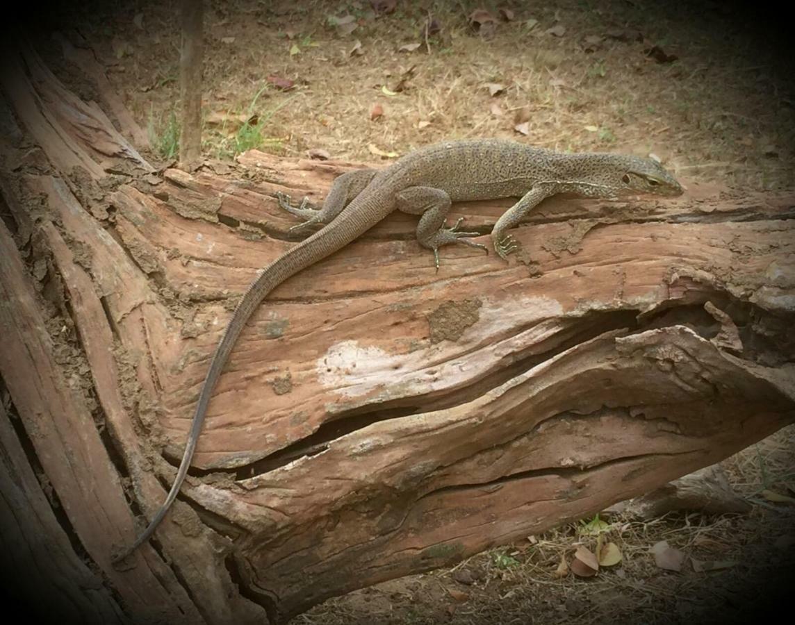 Humbhaha Jungle Yala Nature Eco Resort Kataragama Εξωτερικό φωτογραφία